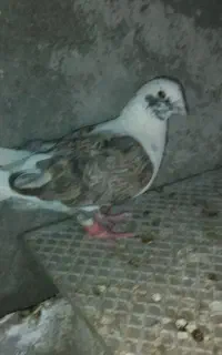 کفتر