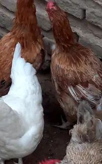 مرغ و اردک