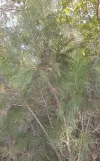 نهال درخت کاج