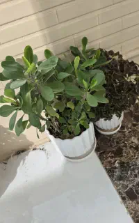 گل مرجان