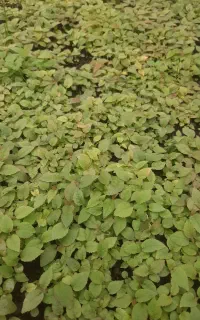 شتل کیوی خیاری
