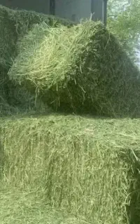 یونجه