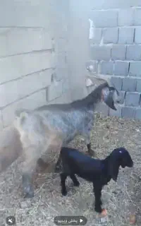 ۲عددبزکهردار