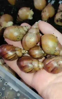 حلزون کلاژن ساز