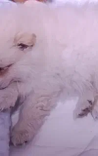 سگ آروم