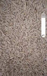جودیم.وابی