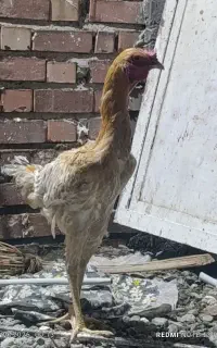 خروس چاباری