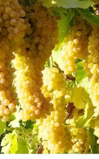 فروش انگور در باغ