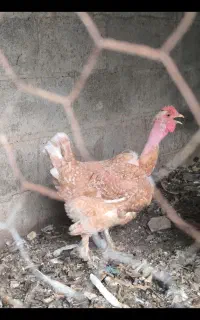 مرغ گلین گردن ریت دیلگونی