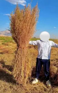 جارو شهرداری