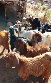 گوسفند داشتی وکشت