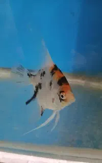 ماهی آنجل مولد