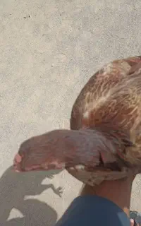 مرغ