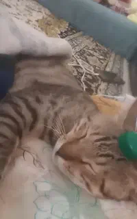 گربه گمشده در محدوده نمره 8