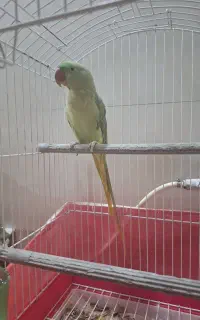 شاه طوطی ۱۵ ماهه