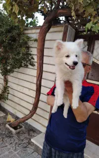 سگ.
