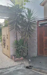 گل یوکا سالم وسرحال