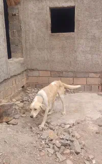 واگذاری سگ نگهبان دهن پاک نژادسرابی بزرگ