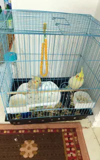 دو عدد عروس هلندی با قفس نر و ماده با قفس