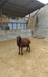 بره نرو و ماده بروجردی