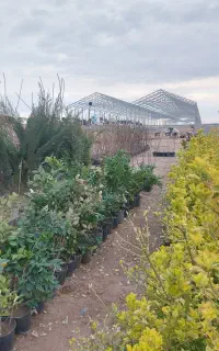 نهال میوه و گل گیاه