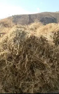یونجه بسته بندی با دست