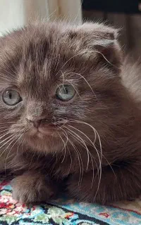 گربه اسکاتیش فولد چاکلت