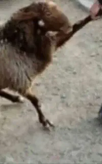 قصاب سیار
