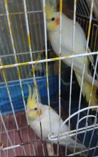 عروس هلندی