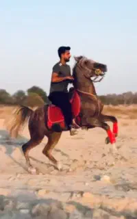 اسب نریان سواری