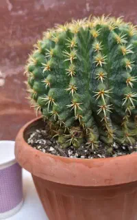 کاکتوس و افوربیا و بنسای قیمت مناسب