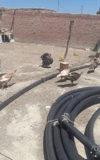 بوقلمون مولد