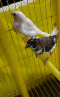 فنچ بنگالی دو تا ماده معاوضه با نر