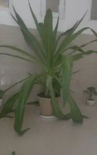 گل  زیبا