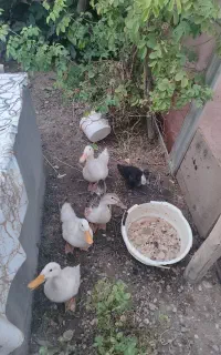 اردک
