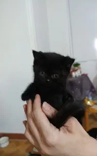 چند گربه بیرتیش و اسکاتیش به فروش می‌رسد