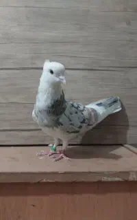 کفتر سرور ماده