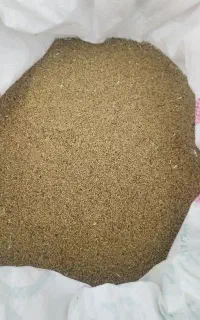 بذر یونجه درجه یک