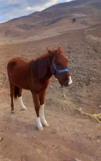 کره‌اسب‌نر