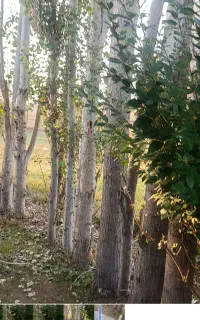 چند عدد درخت قلمه به فروش می‌رسد