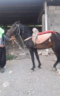 اسب