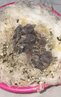سهره جوجه