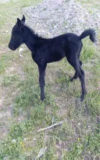 گوره اسب سه روزه