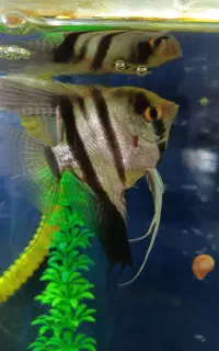 ماهی آنجل و گورامی