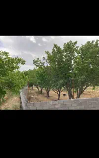 باغ ۱۰۰۰ متری سند تک برگ