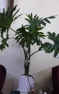 گل آپارتمانی برگ انجیری