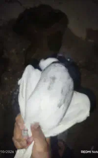 کبوتر طوقی