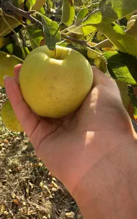 فروش سیب استخوانی قرمز و زرد پاییزی