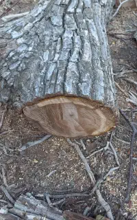 خریدار وفروش انواع چوب