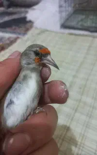 تعدادی سهره دورگ دونه ۲۲۰۰۰۰۰